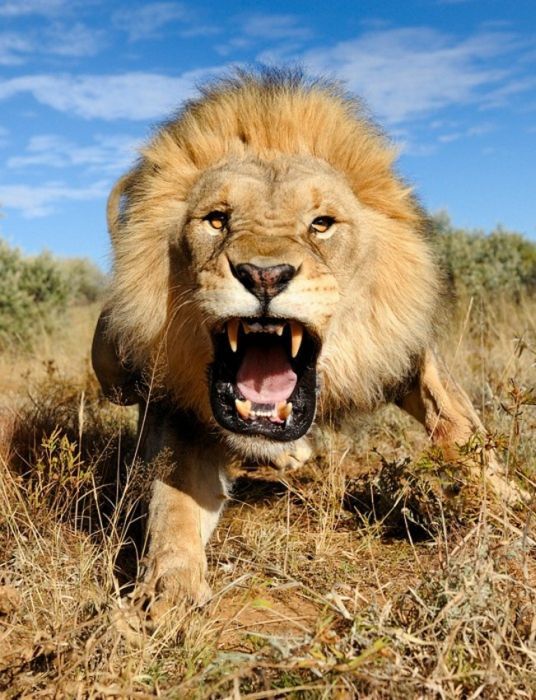 Lion Alpha Male
