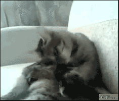 [Bild: No+it+s+not+it+s+some+up+type+of+fish+_d...6ae2f2.gif]